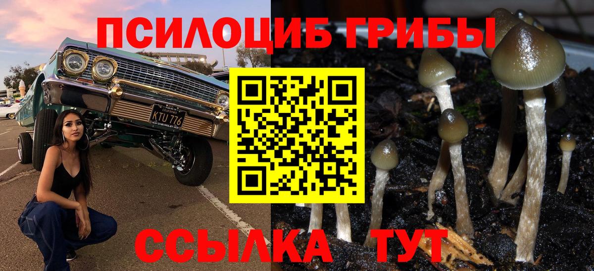 Галлюциногенные грибы Psilocybe Новый Уренгой